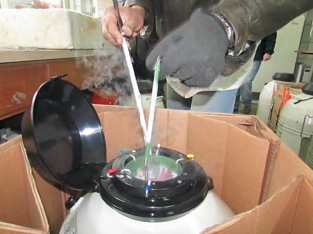 A person wearing gloves uses tongs to handle samples in a vapor-emitting Chart/MVE XC 34/18 Storage Tank, which holds 2100 straws for 18 weeks and has a five-year vacuum warranty. The tank is placed inside a cardboard box.